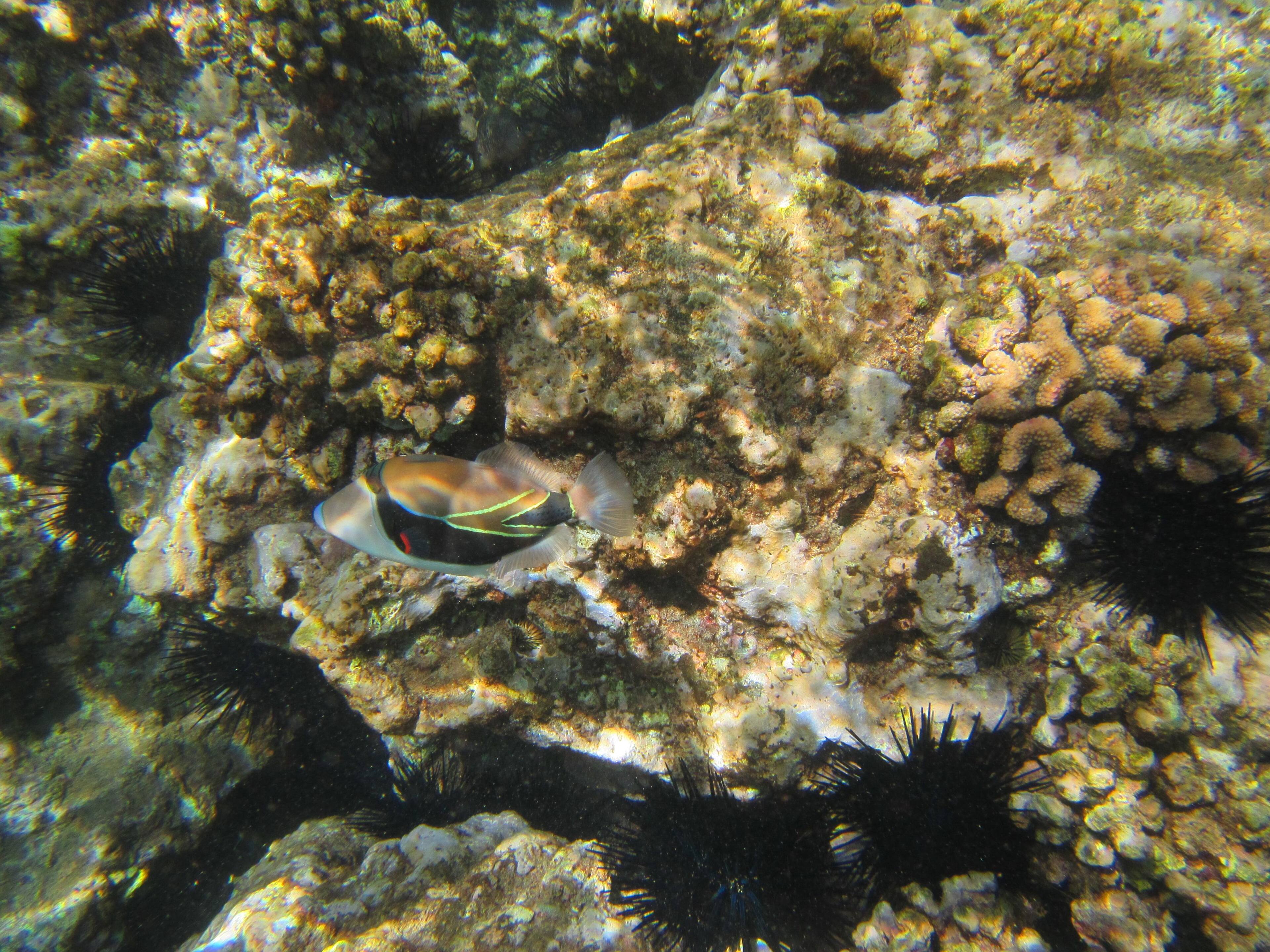 Black Rock, Maui, click to load a larger version