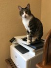 "If I fit, I sit and my human prints.", click to load a larger version