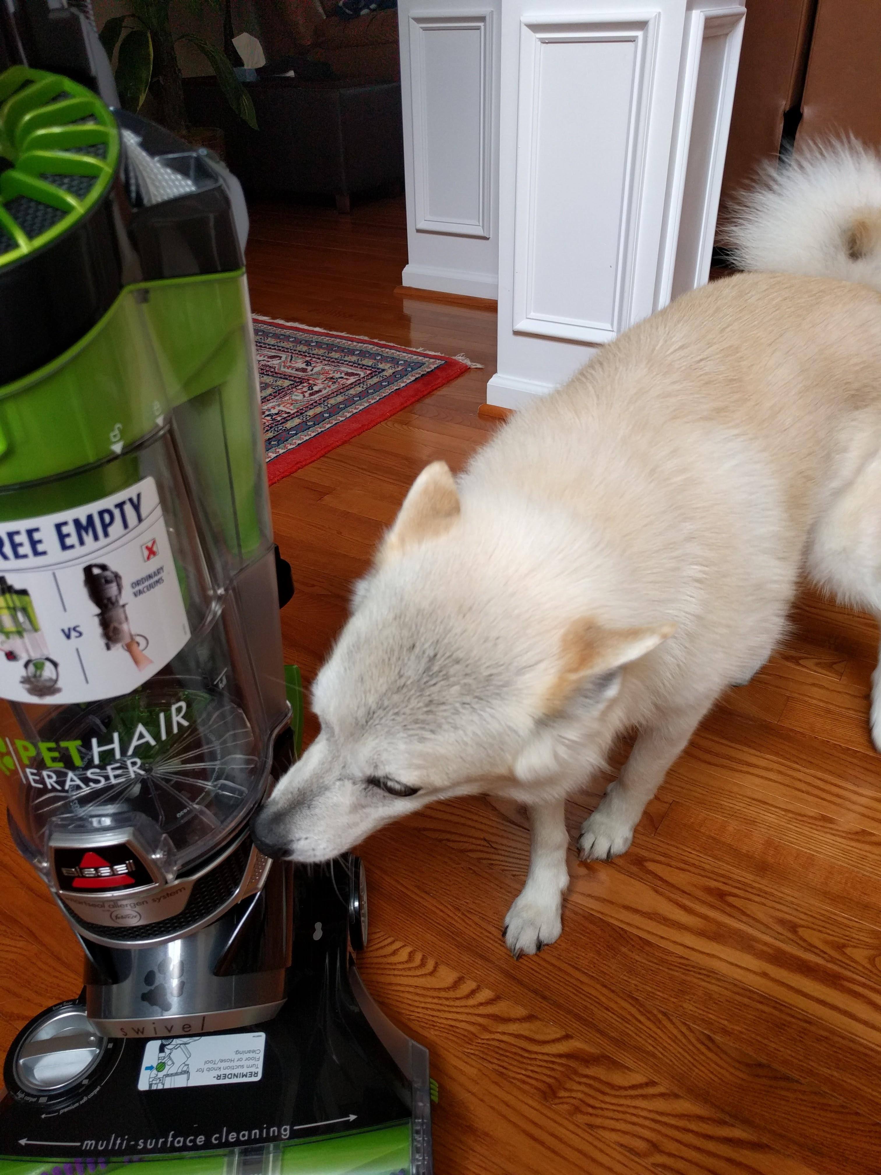 Ginger Meets a New Frenemy, click to load a larger version