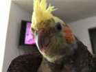 Sunny being happy because he's warm., click to load a larger version