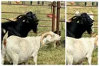 In this photo, I removed the random goat and have a better pic of the two goats., click to load a larger version