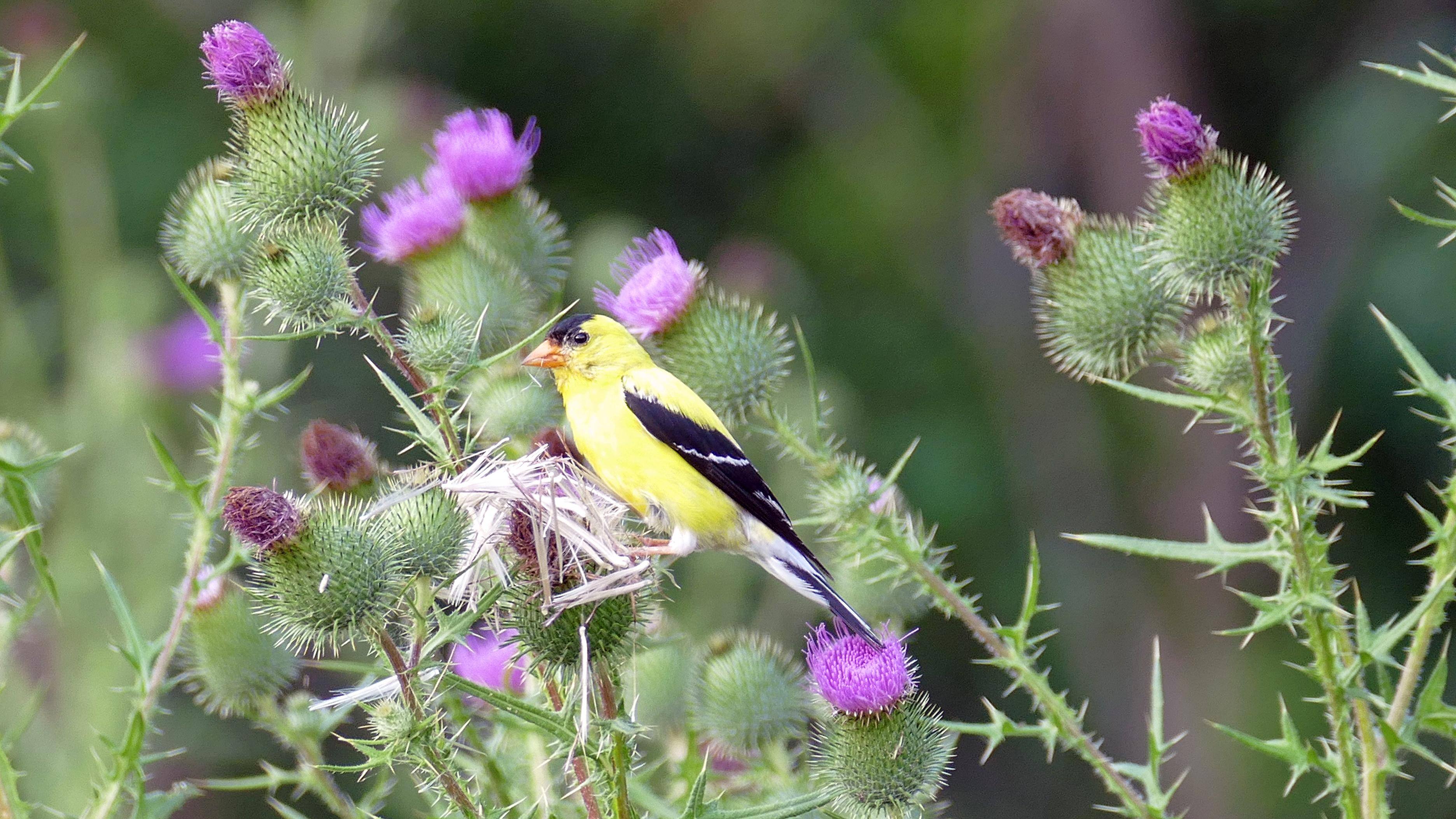 "Freeze Animal Motion" Mode, click to load a larger version