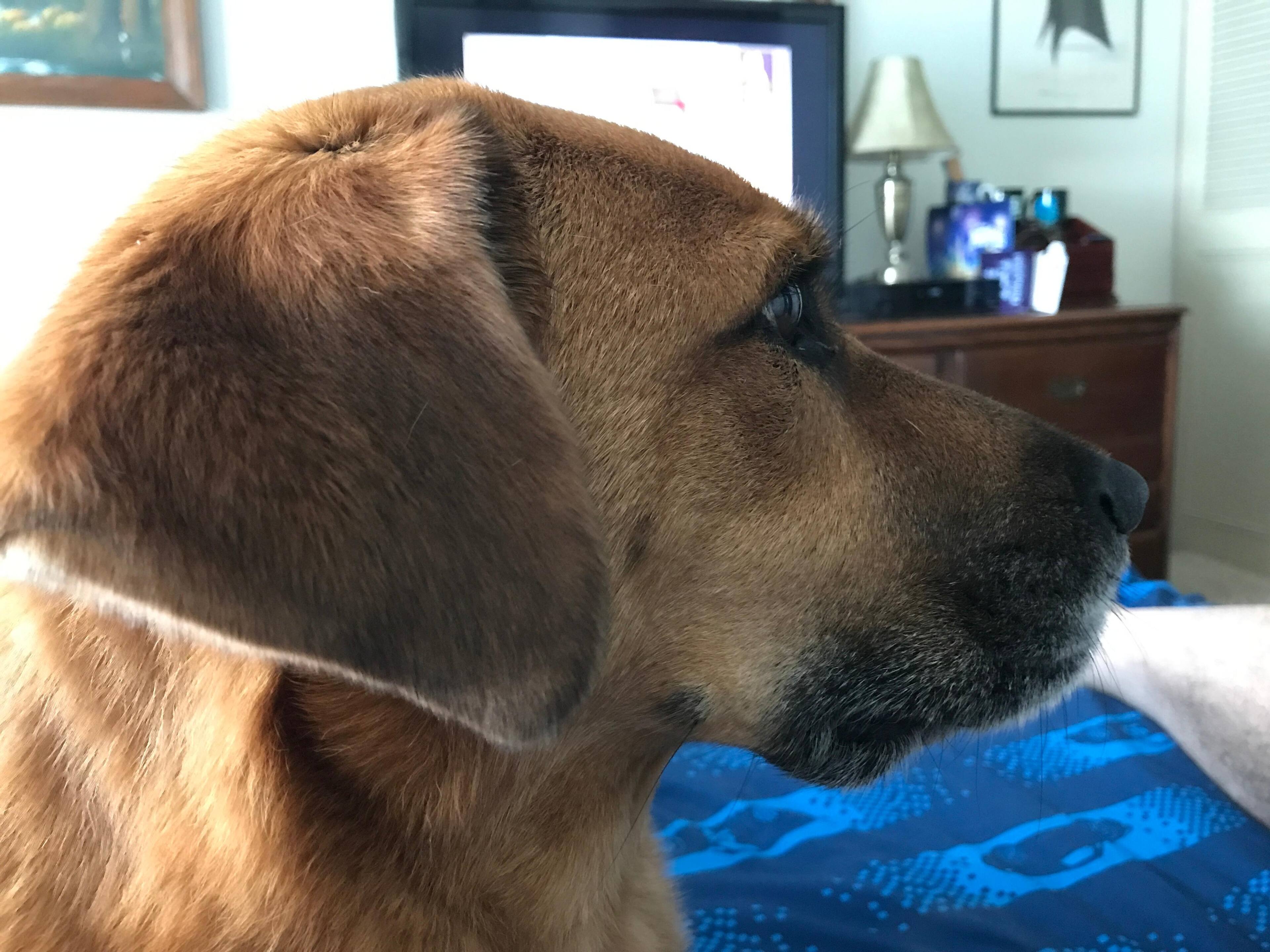 Great detail on the fur on the dog, click to load a larger version