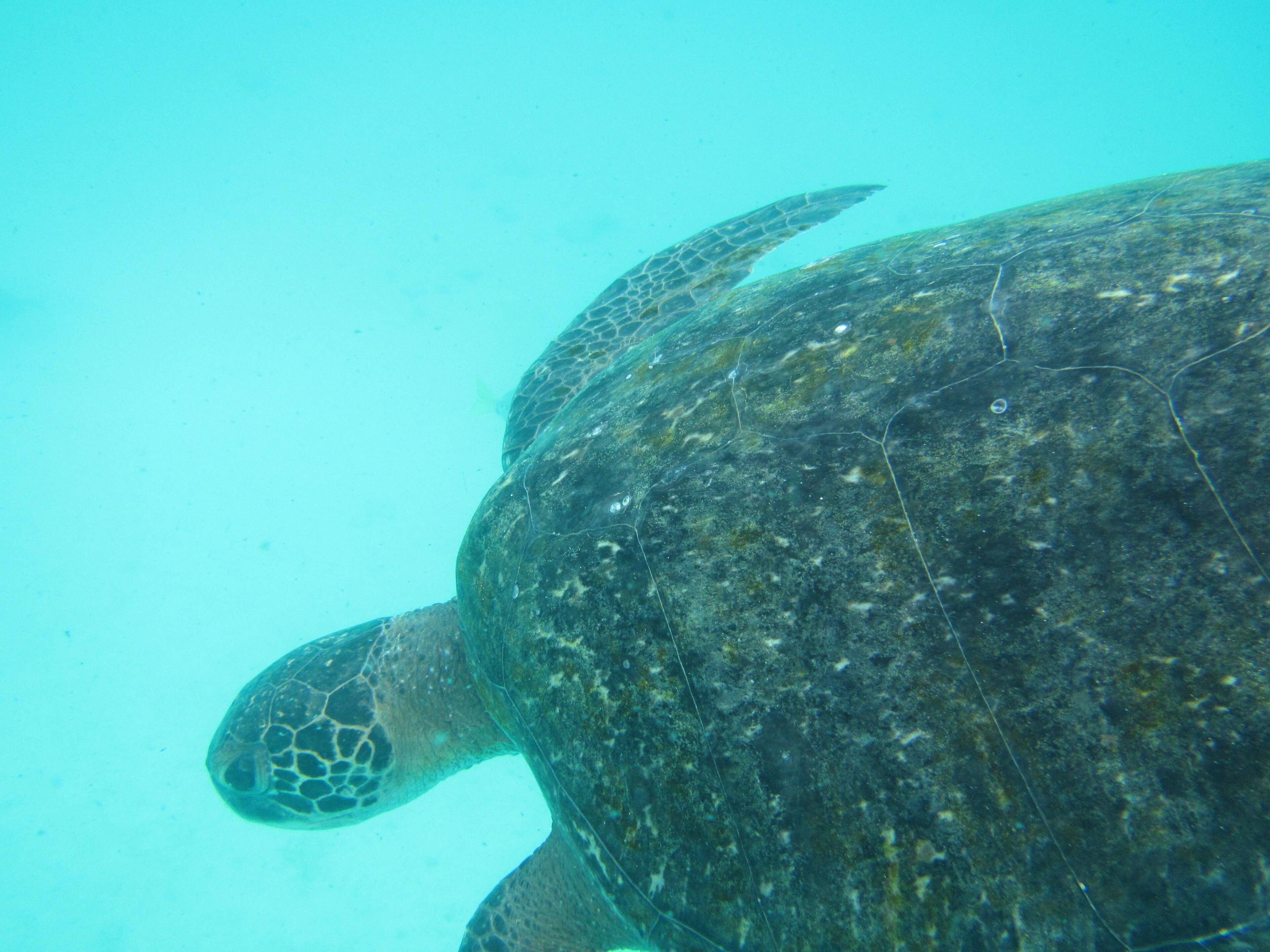 green sea turtle, click to load a larger version