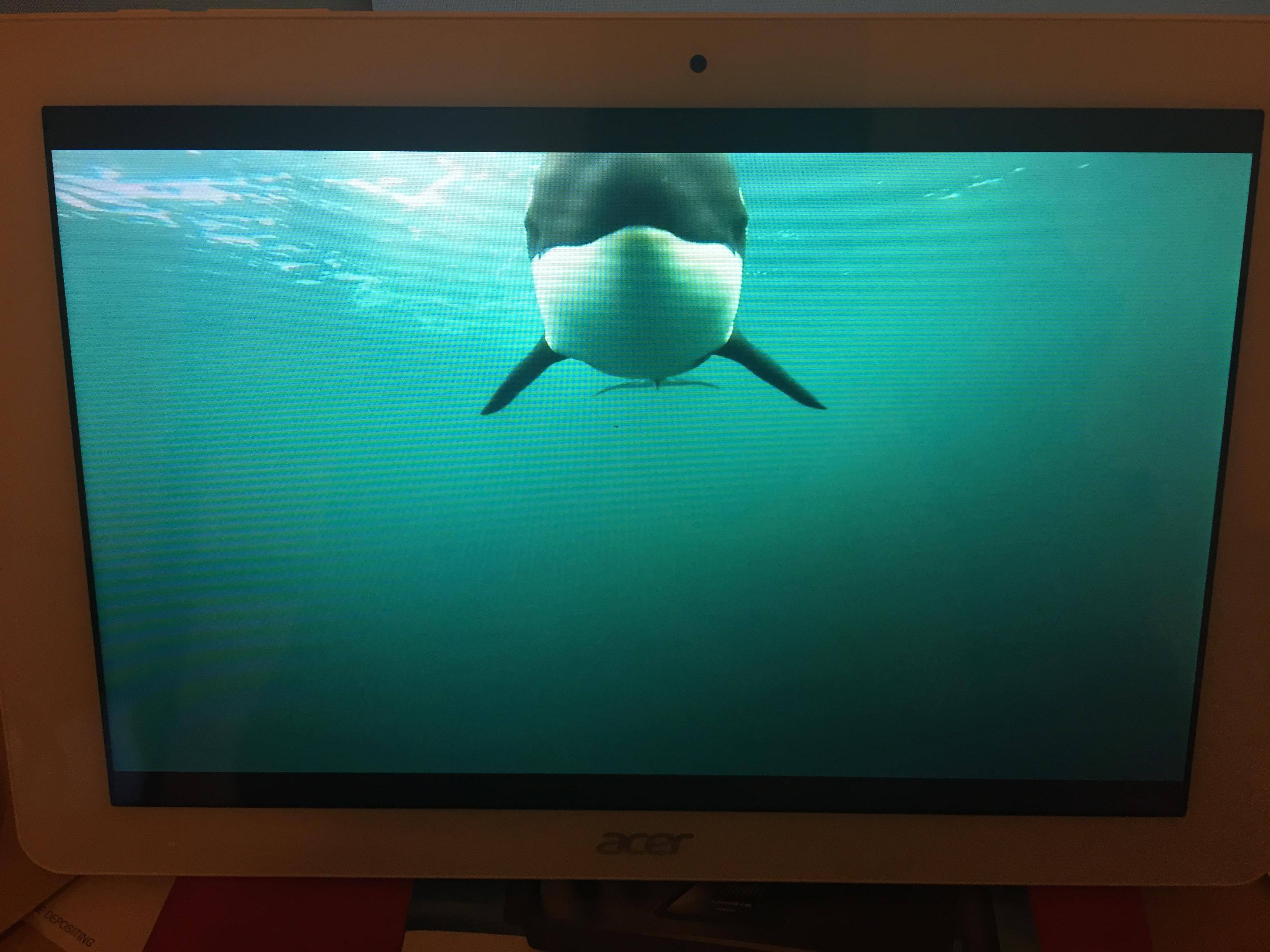 watching Orcas chase a small boat, click to load a larger version