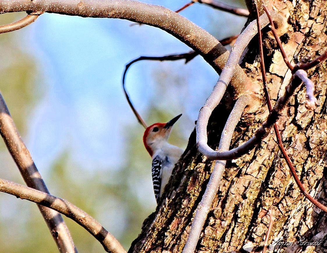 Red Bellied Woodpecker, click to load a larger version