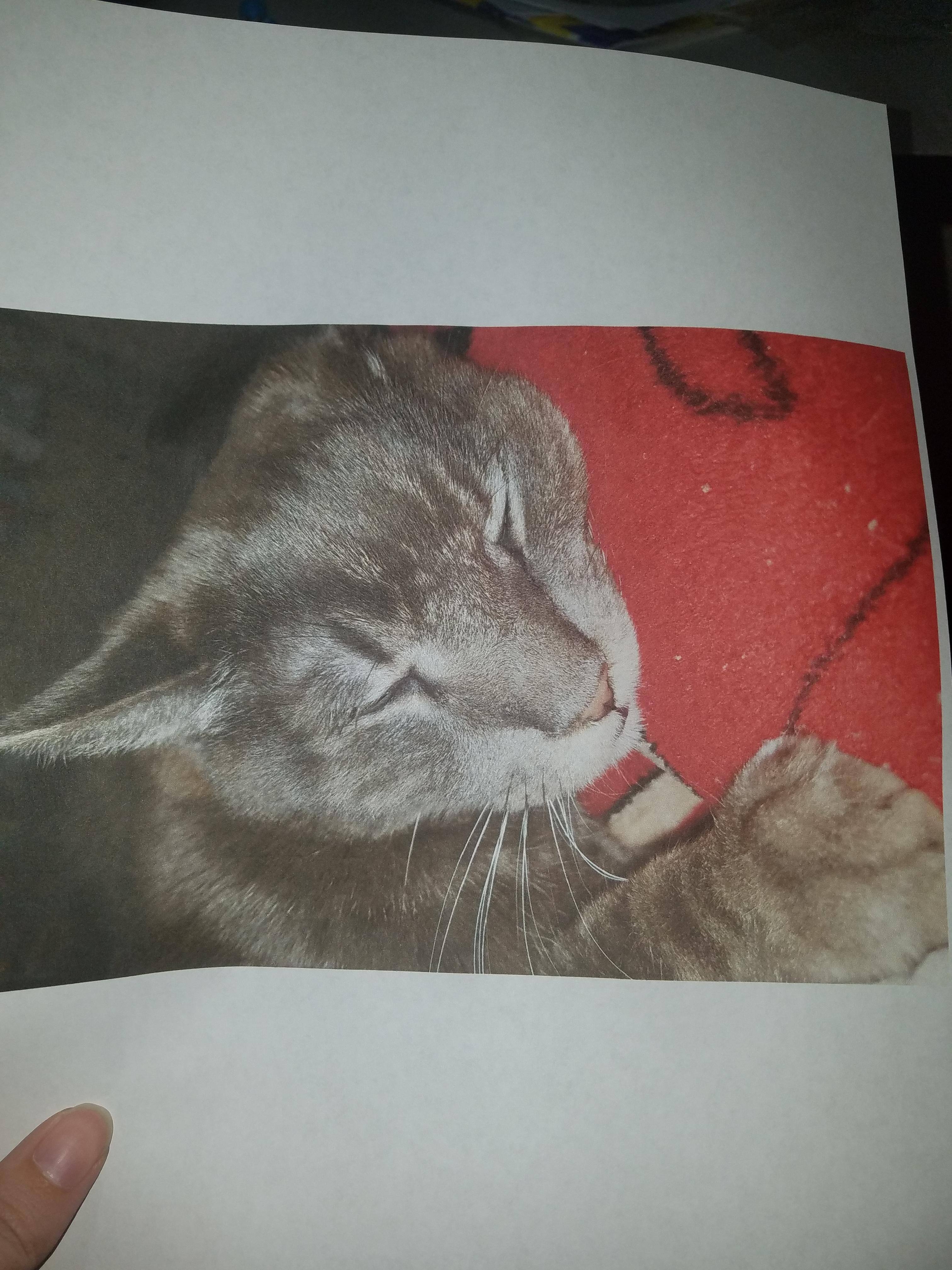 A clear crisp picture despite being printed on copy paper and not photo paper, click to load a larger version