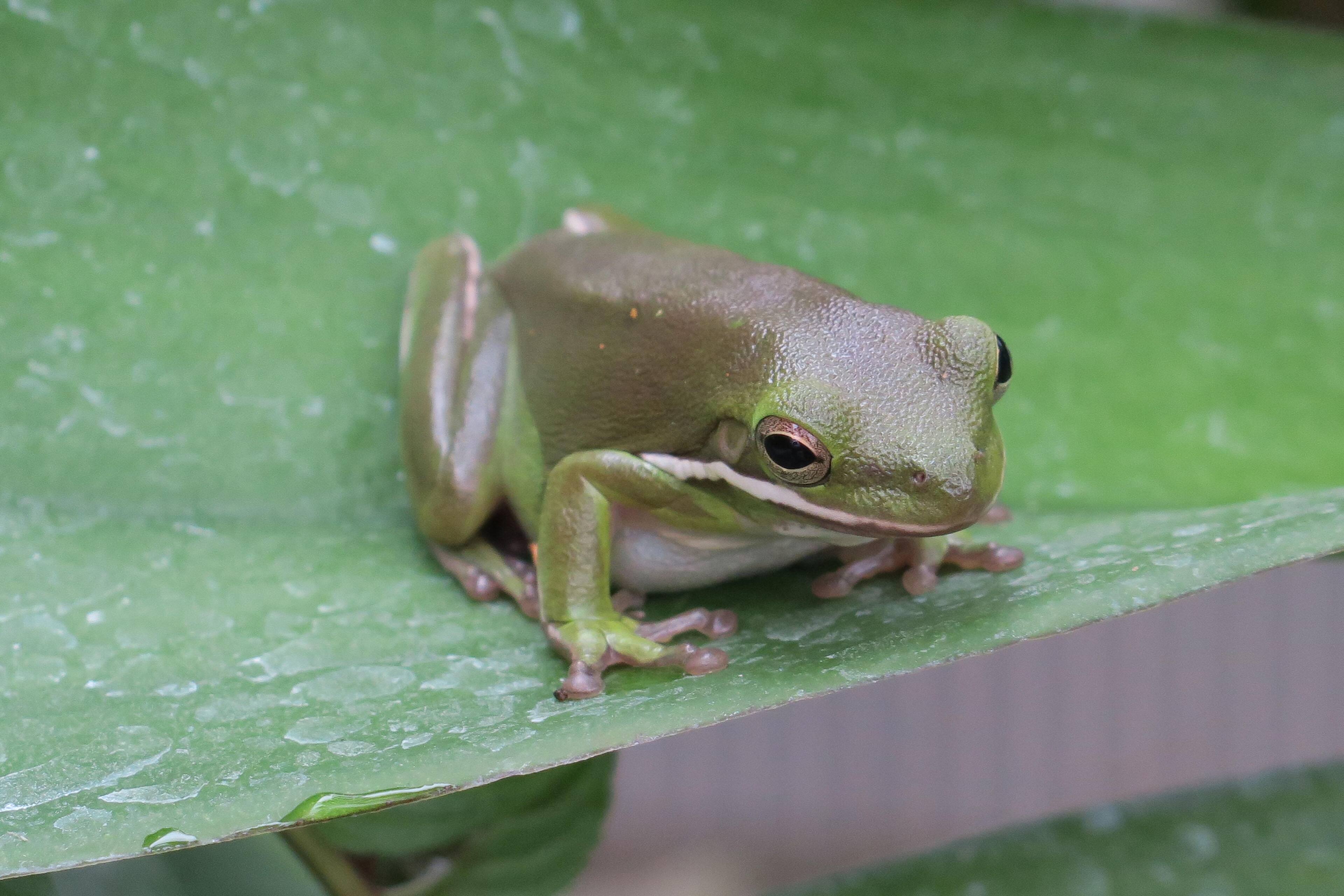 Taken with the G3 X., click to load a larger version