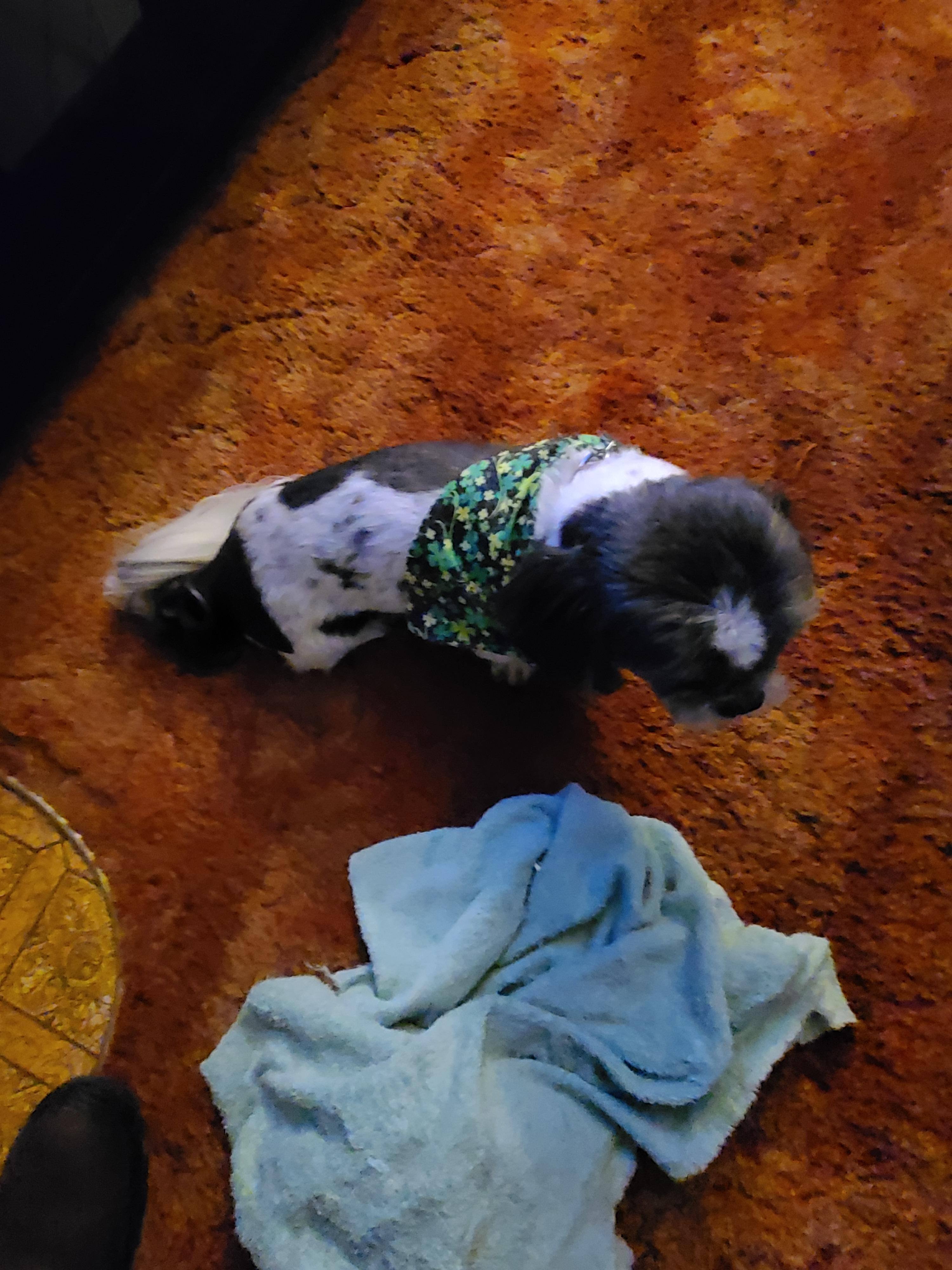 Customer provided, click to load a larger version