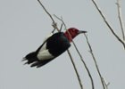Bird at 83x zoom, click to load a larger version
