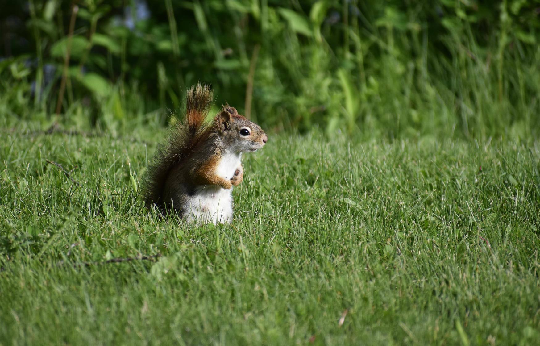Squirrel at 50 feet, click to load a larger version