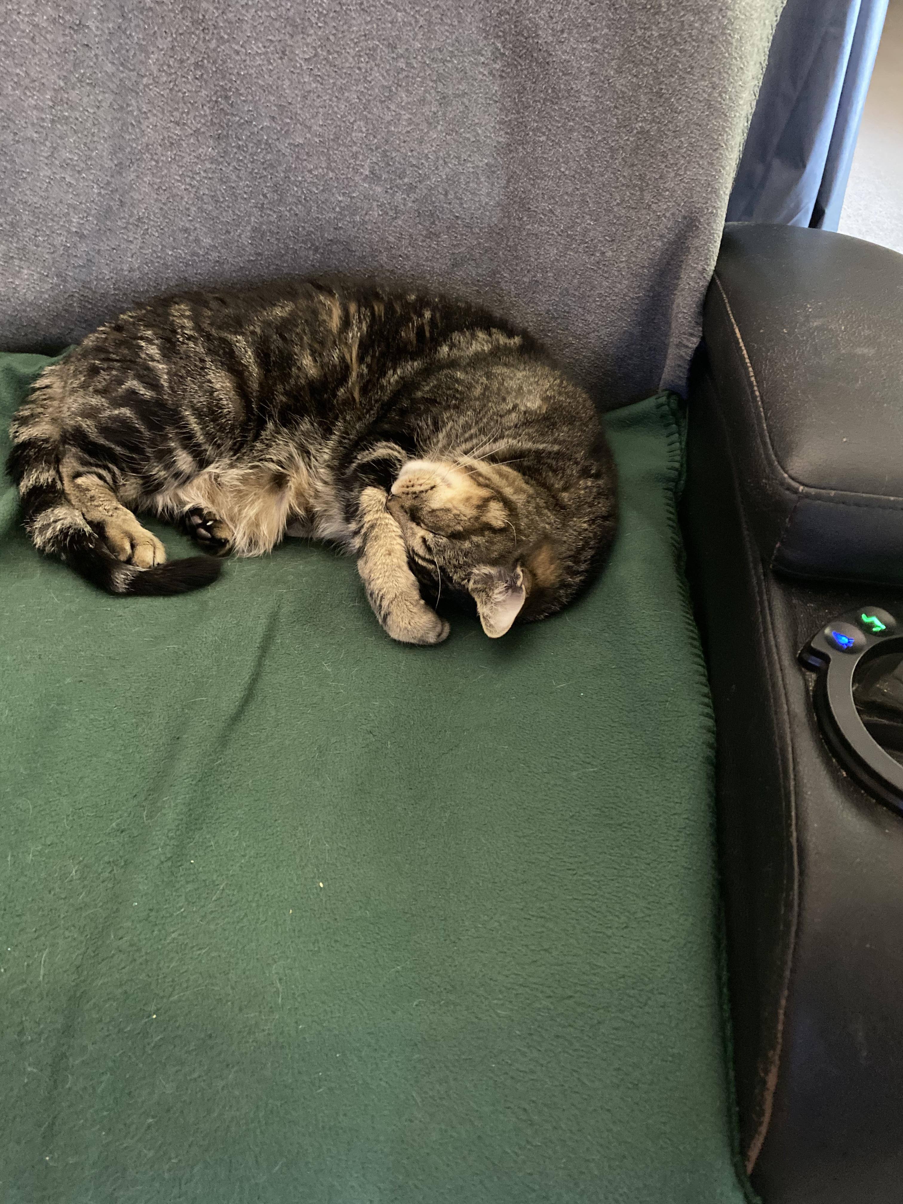 The Velocimaxtor shedding hair., click to load a larger version