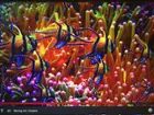 The screen is awesome! HD movie on Netflix, click to load a larger version