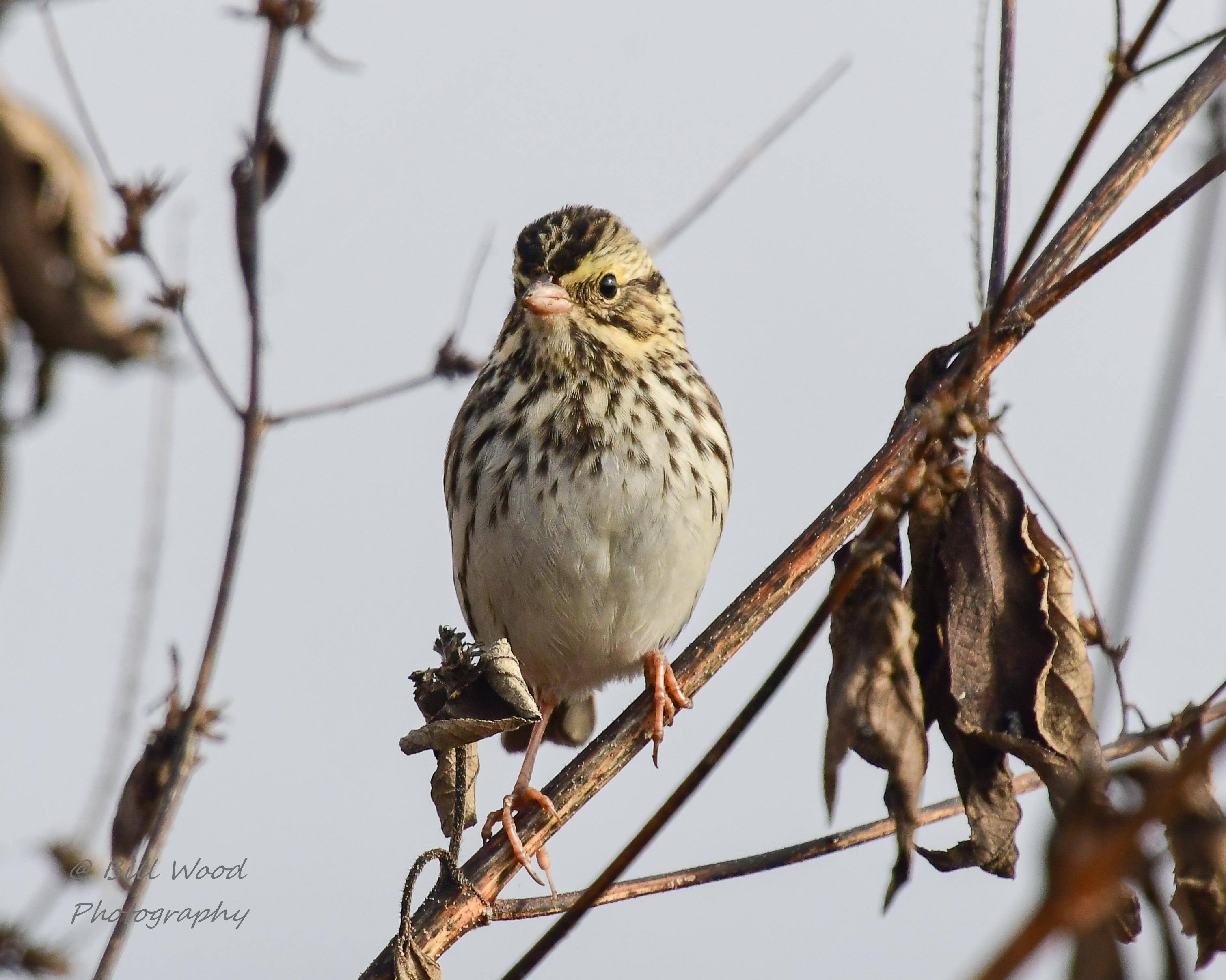 300mm with Nikon teleconvertor 2.0 on Nikon D500, click to load a larger version