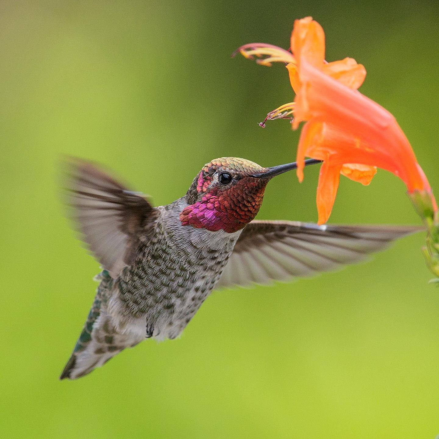 Len 300mm F2.8L IS USM MK II+1.4T.C. MK III=420mm, click to load a larger version