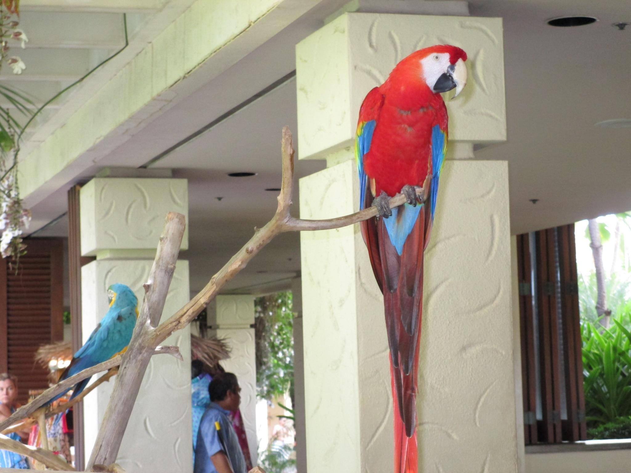 Pretty bird, click to load a larger version