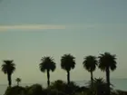 Trees in San Diego #noedit, click to load a larger version