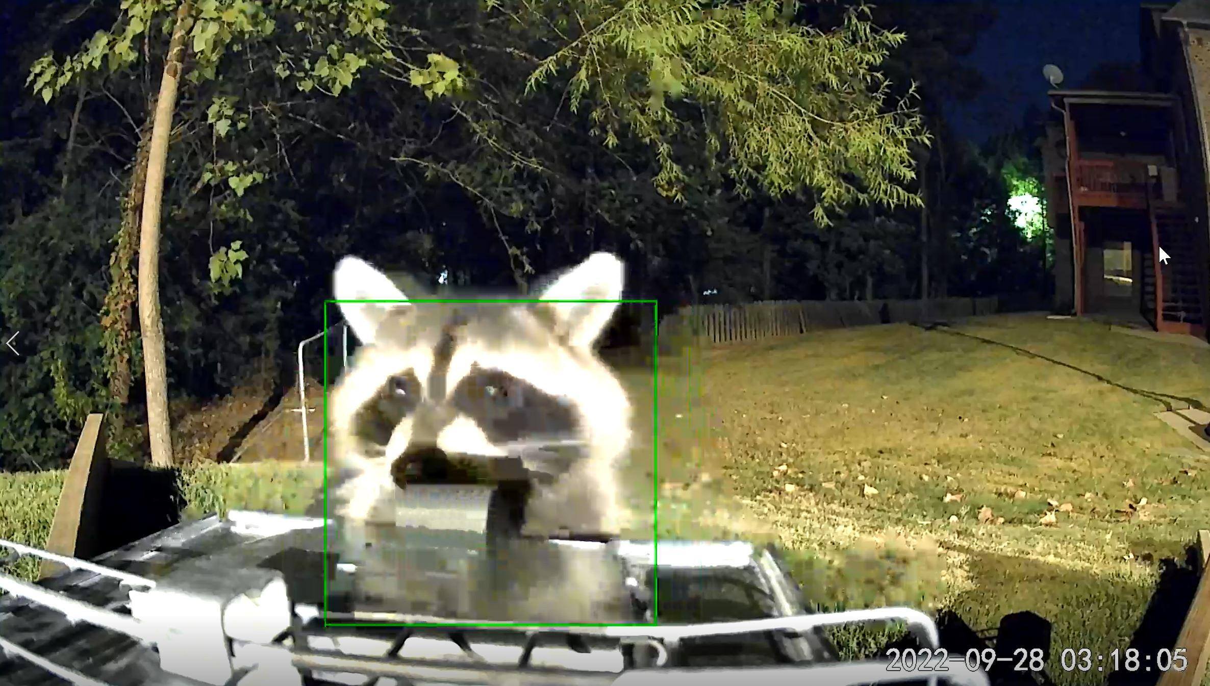 Nighttime sample picture of raccoon on armadillo trap, click to load a larger version
