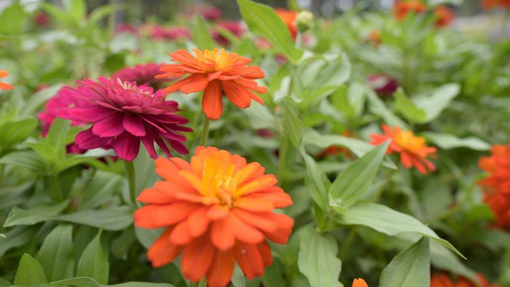 Flowers in the park, click to load a larger version