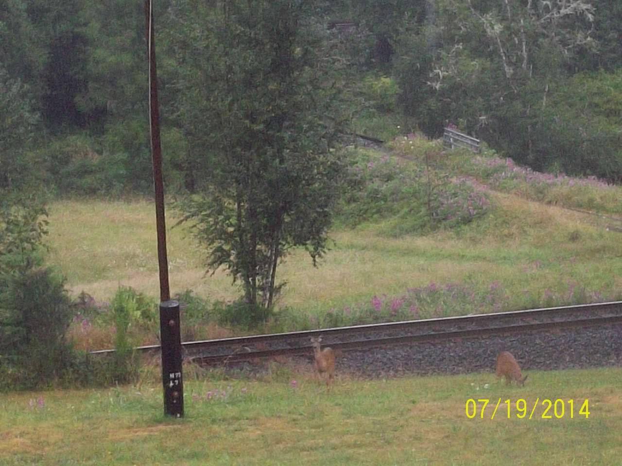 Deer, click to load a larger version