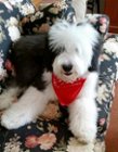 Shaggy dog, click to load a larger version