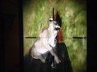 Just hunting for mountain lions, click to load a larger version