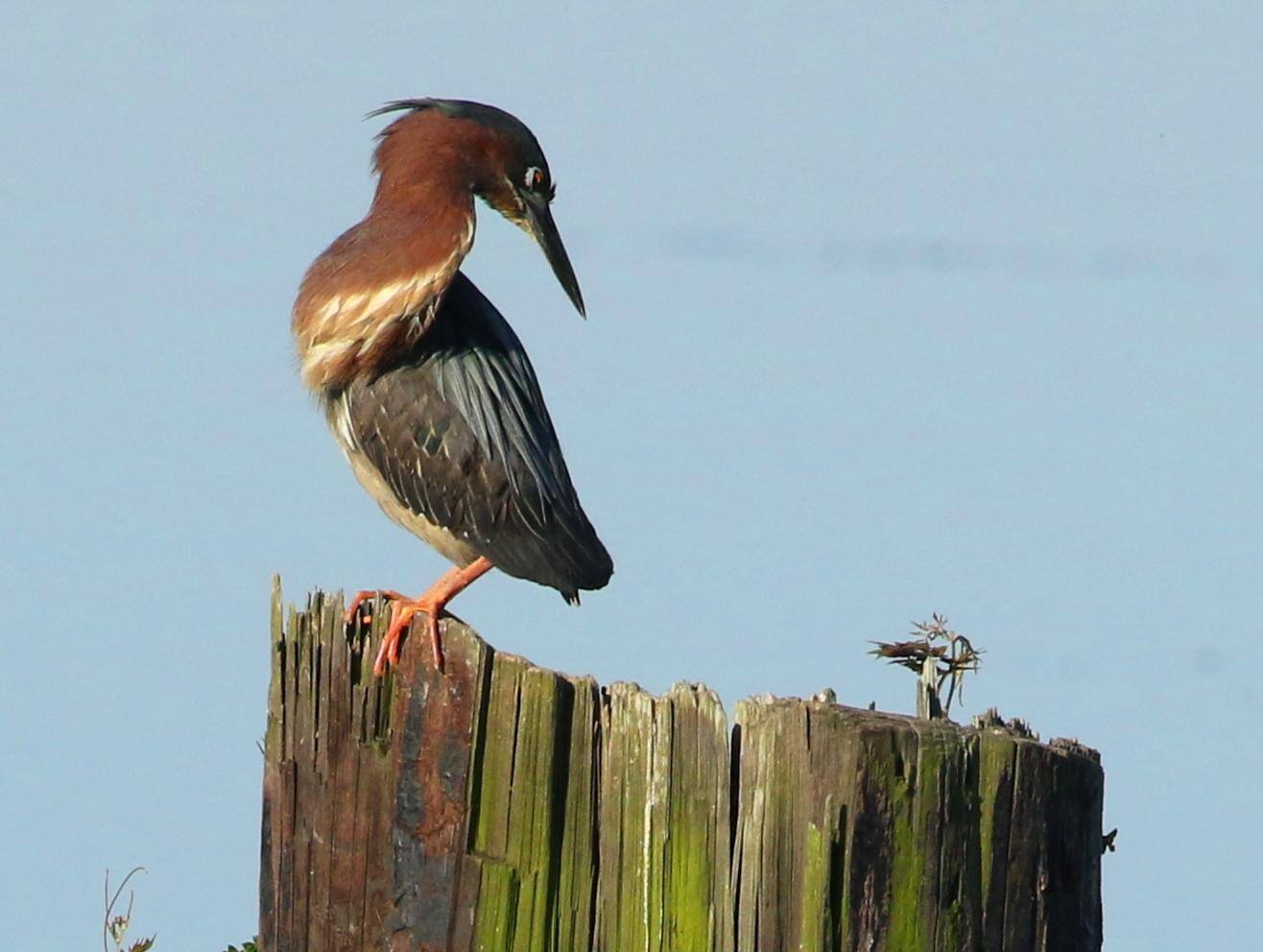Green Heron--cropped, click to load a larger version