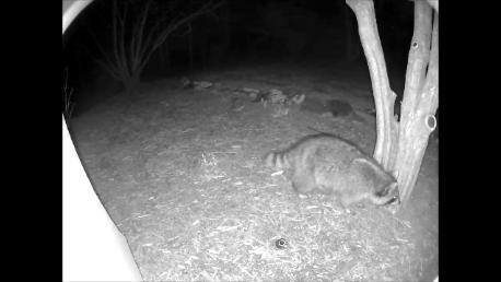 Raccoon outside my window, click to load a larger version
