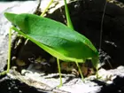 katydid, click to load a larger version