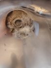 Fur & dirt collected from the same rug with my Samsung rechargeable vacuum., click to load a larger version