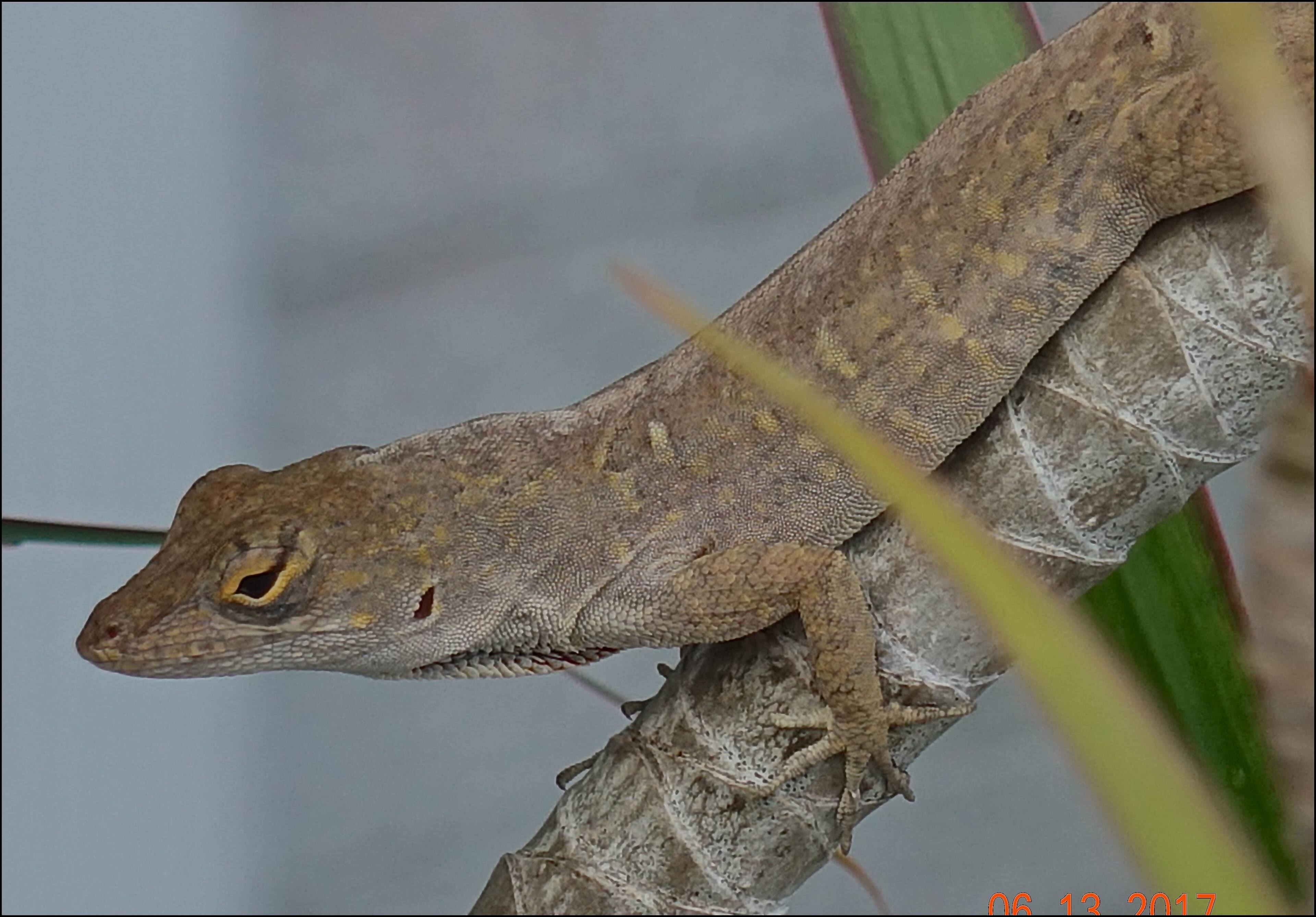 Lizard helping me cut the grass, click to load a larger version