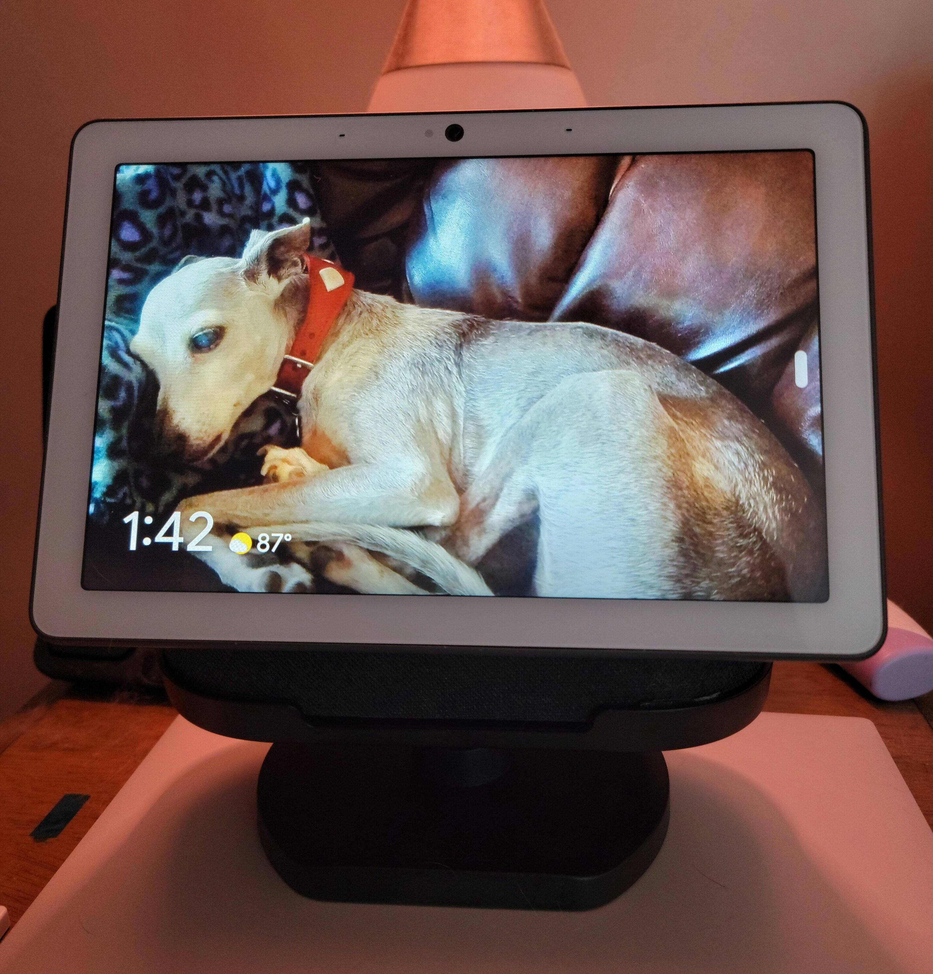 Spyder is comfy, click to load a larger version