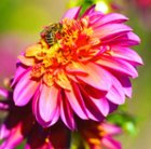 Dahlia Festival 2015, click to load a larger version
