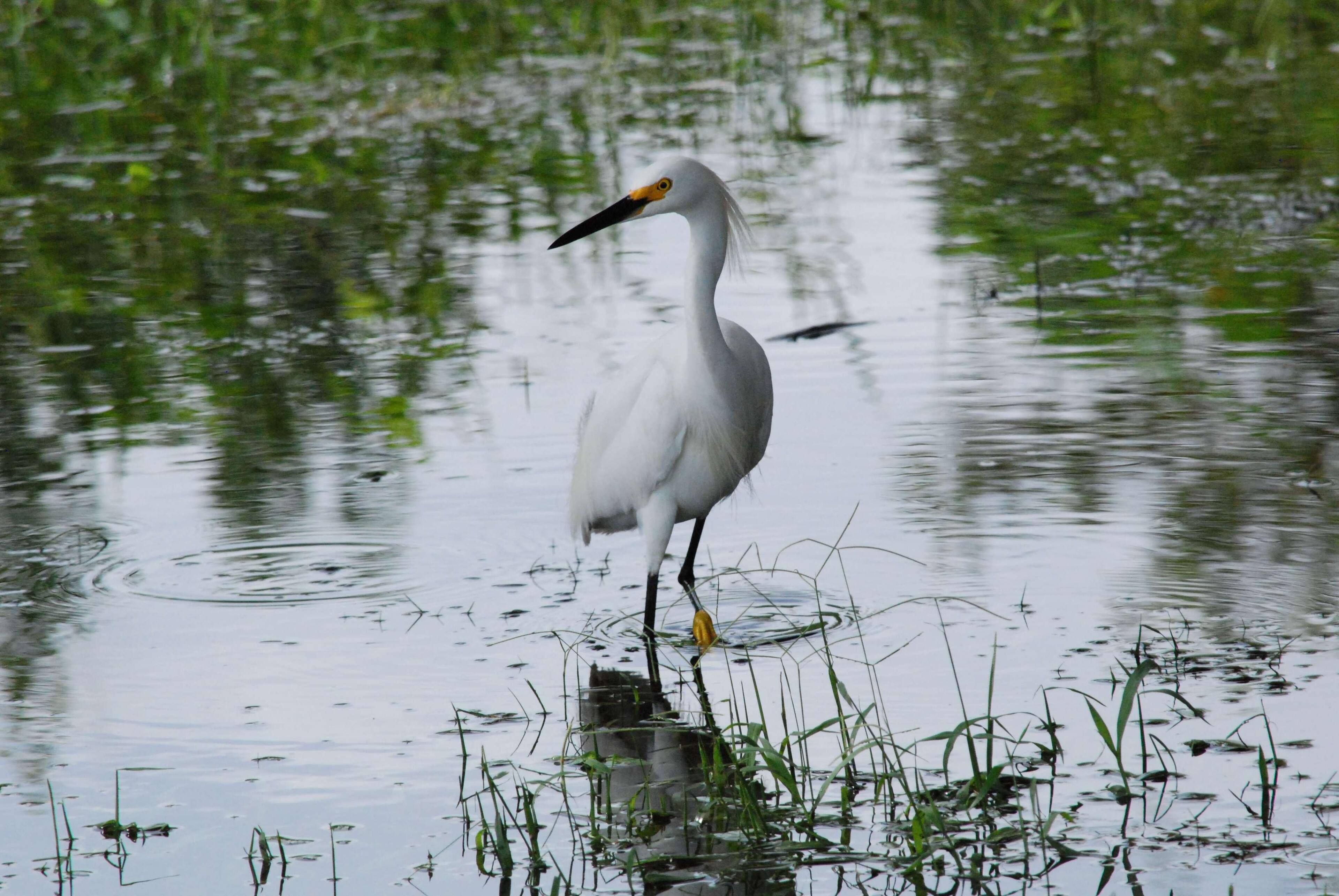 snowy egret, click to load a larger version