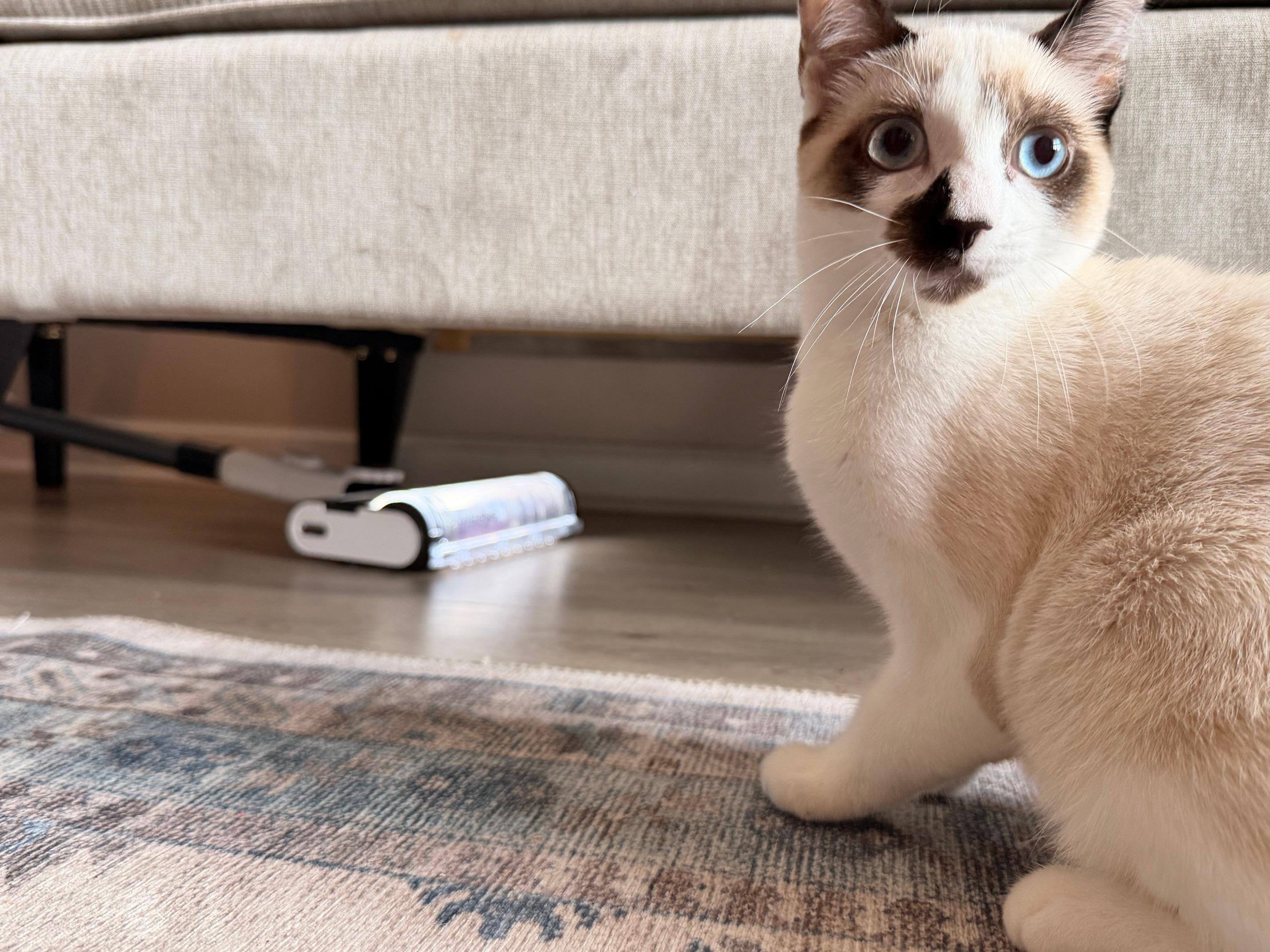 Great for cleaning up pet hair under couches, click to load a larger version