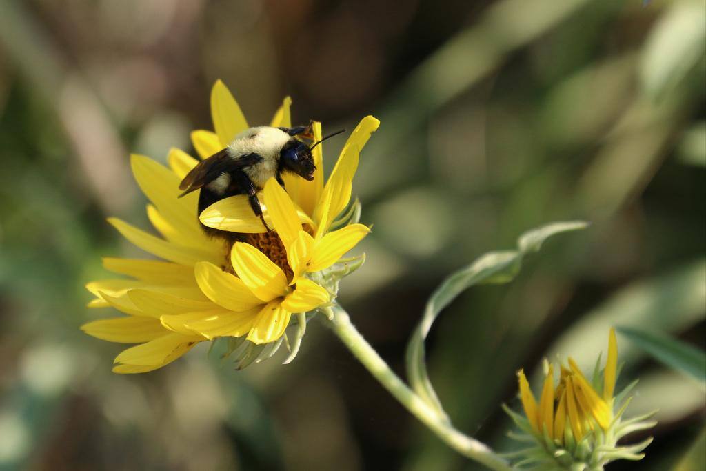 Great Detail, click to load a larger version