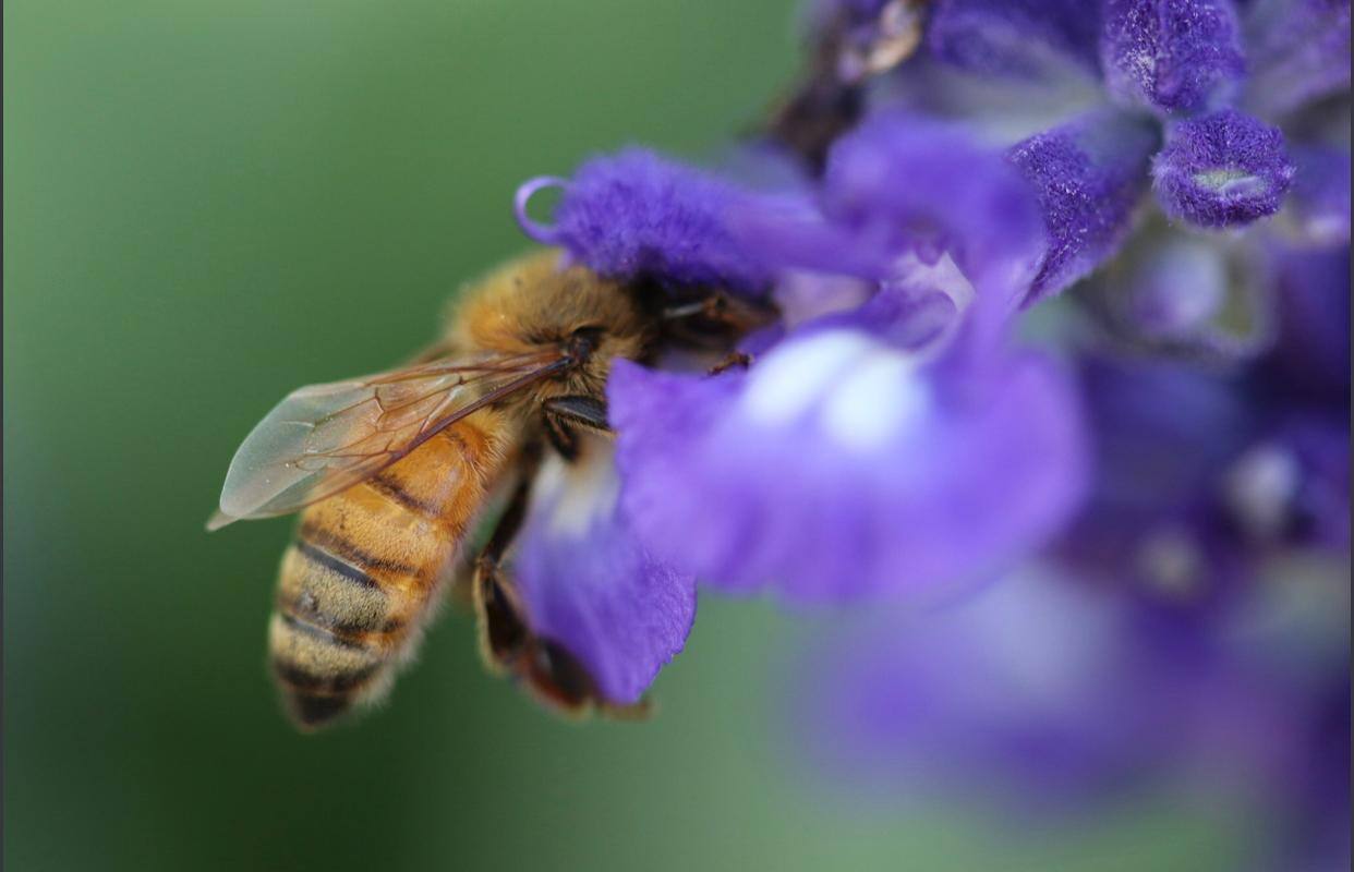 Macro shot on Canon EOS 7D mark ll, click to load a larger version