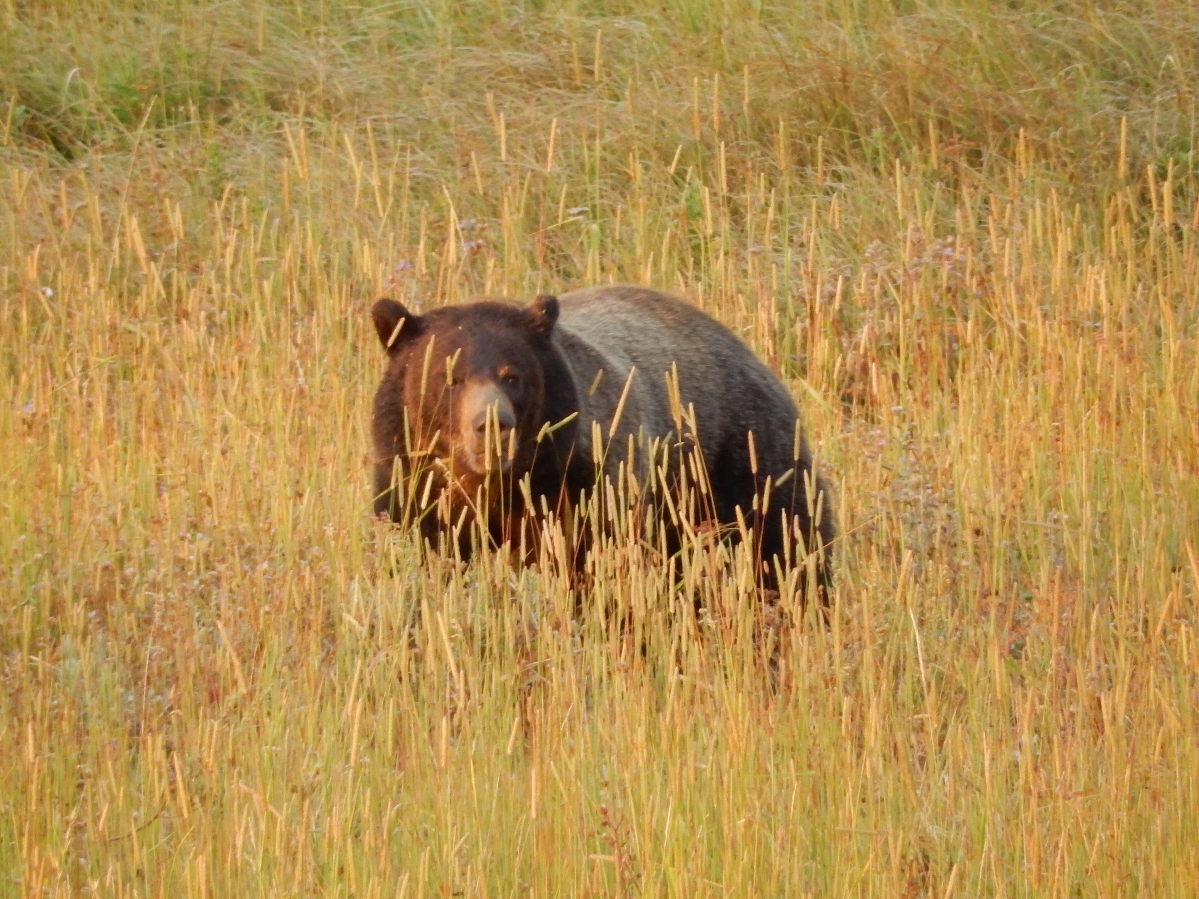 Grizzley @ Yellowstone, click to load a larger version