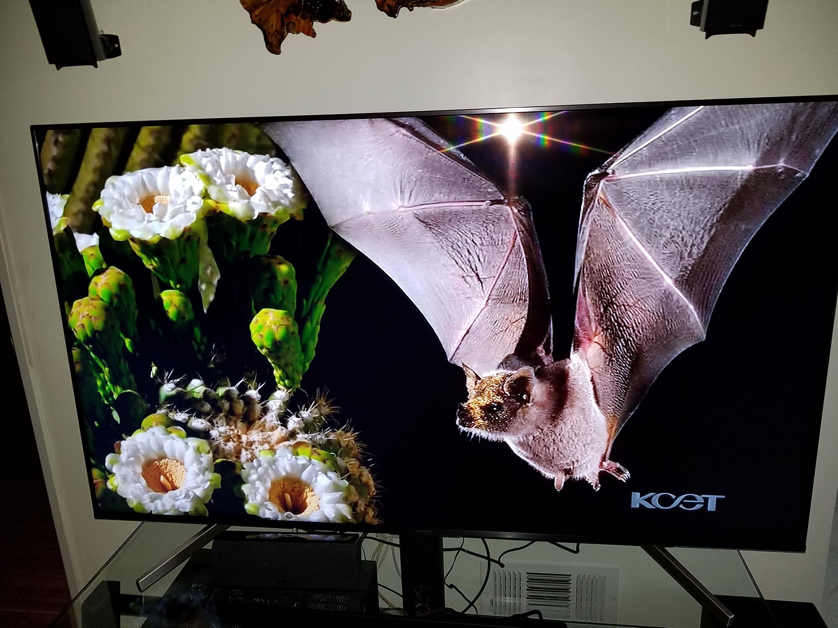 The picture in my tv., click to load a larger version