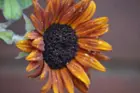 Sunflower - reduced size for upload, click to load a larger version