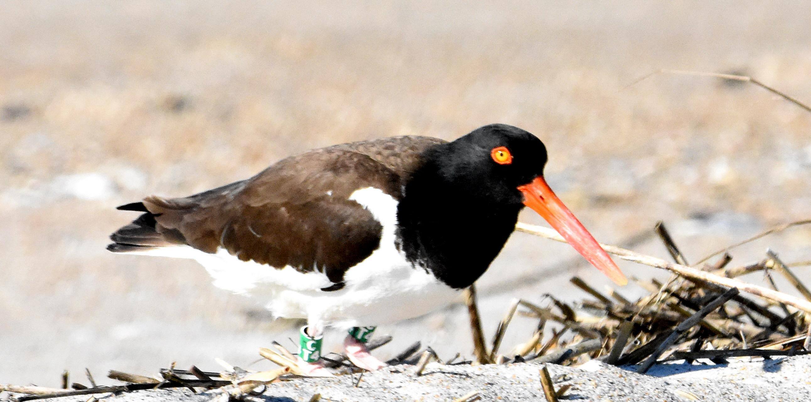 Oyster Catcher, click to load a larger version