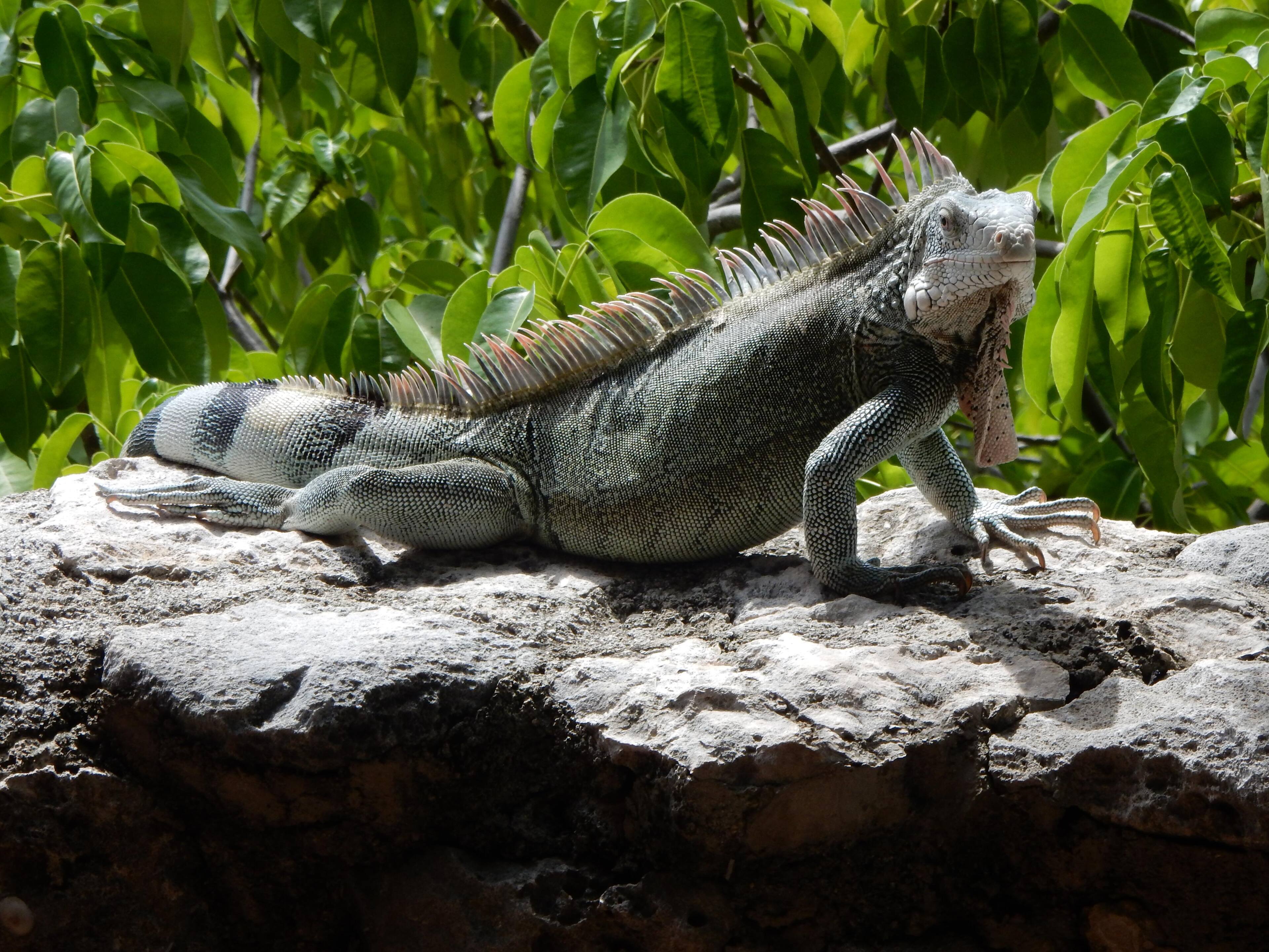 An Islander, click to load a larger version