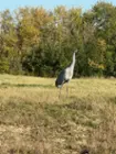 Heron Removed, click to load a larger version