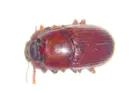 Powder Post Beetle, click to load a larger version
