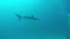 A freakin' shark!, click to load a larger version