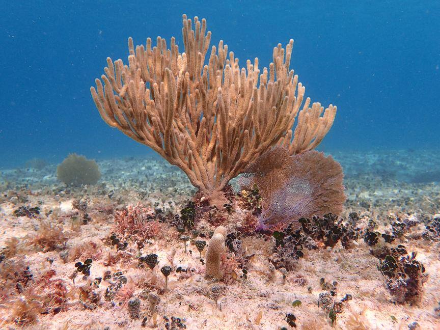 About 8 feet from subject, very clear!, click to load a larger version