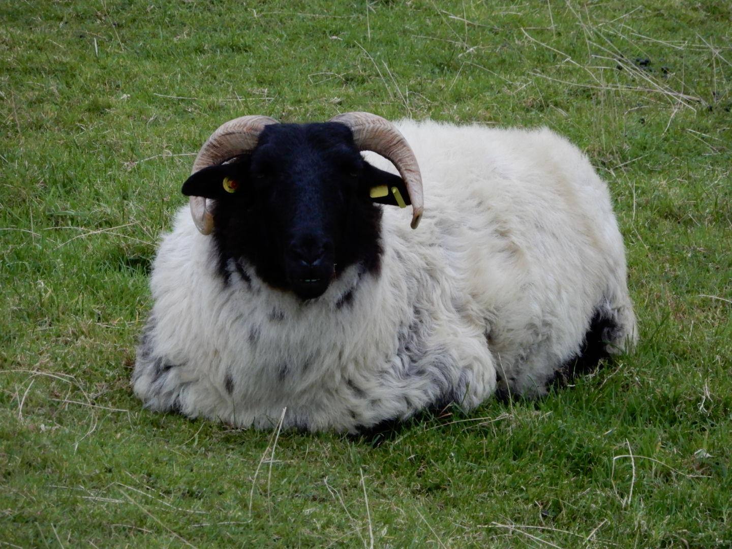 Beauty of Ireland, click to load a larger version