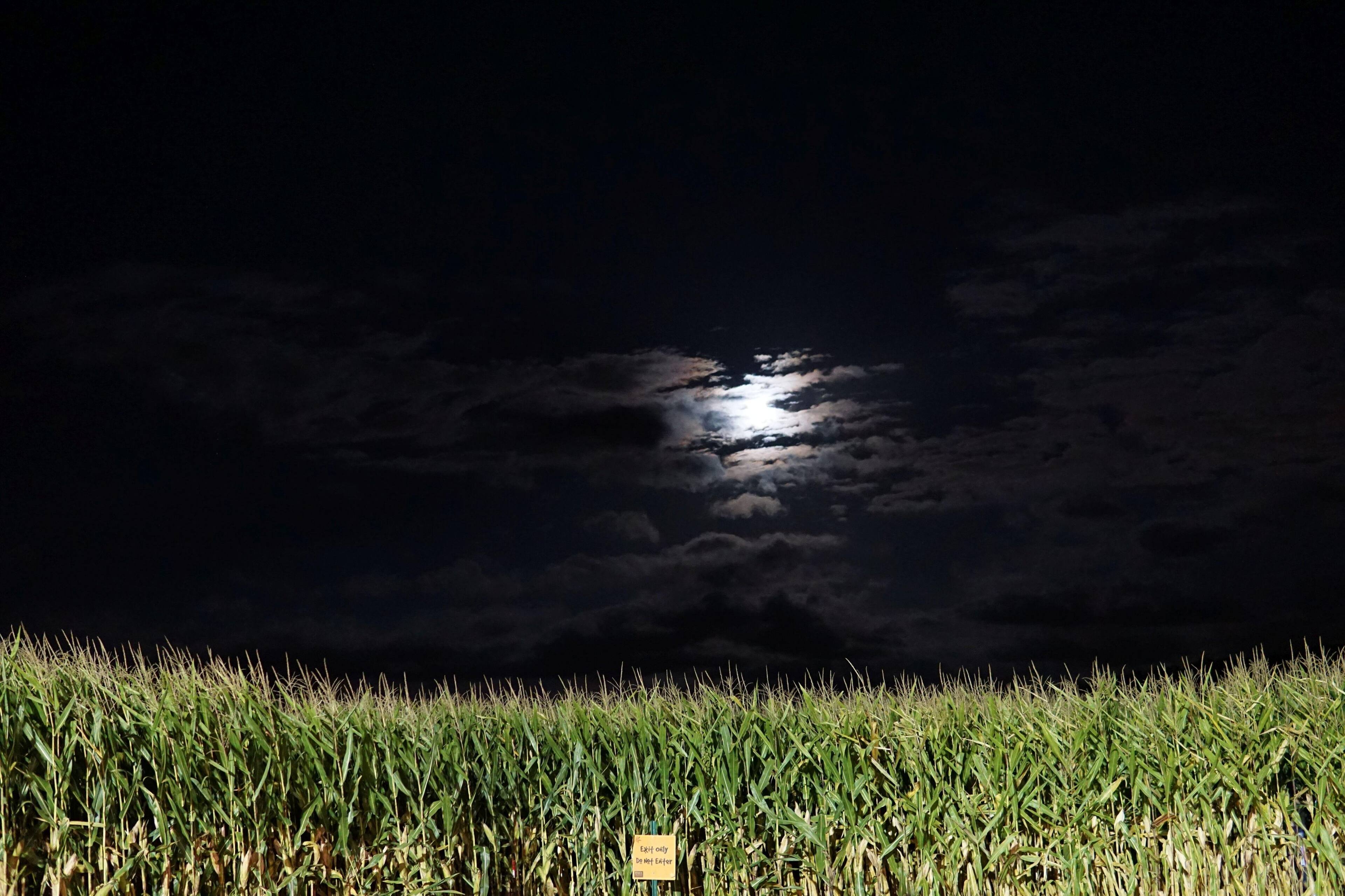 Moonlight over a corn maze @ Night, click to load a larger version