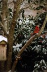 Visitor in my back yard, click to load a larger version