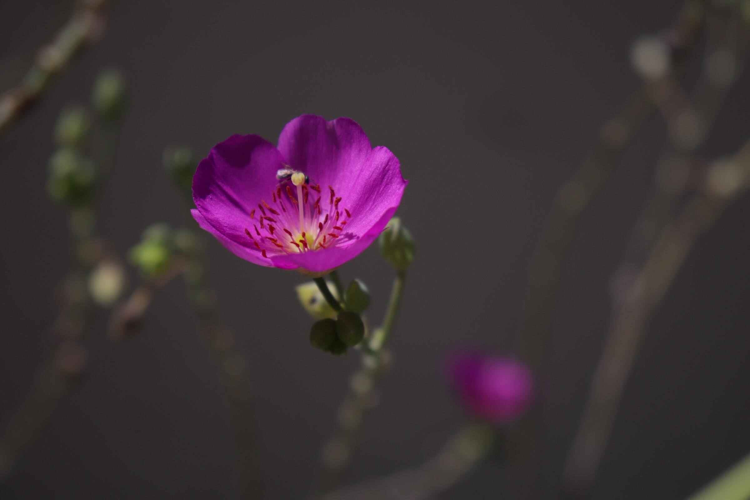 Taken with 18-55 kit lens, click to load a larger version